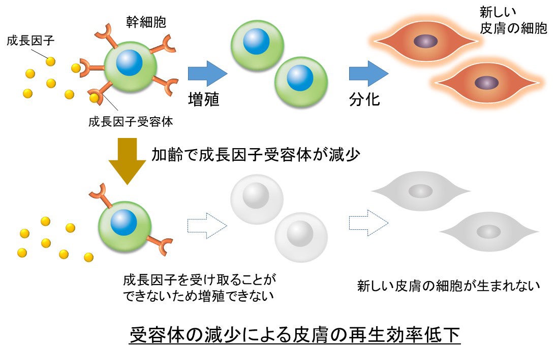 受容体の減少による皮膚の再生効率低下