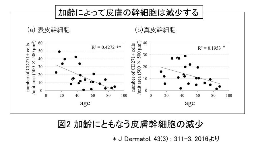 図2 加齢にともなう皮膚幹細胞の減少