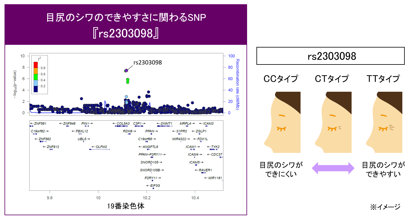 図1　目尻のシワに関わるSNP