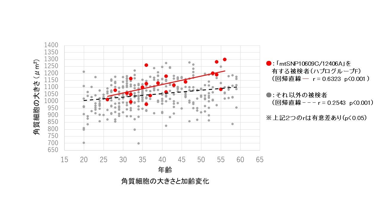 角質細胞の大きさと加齢変化