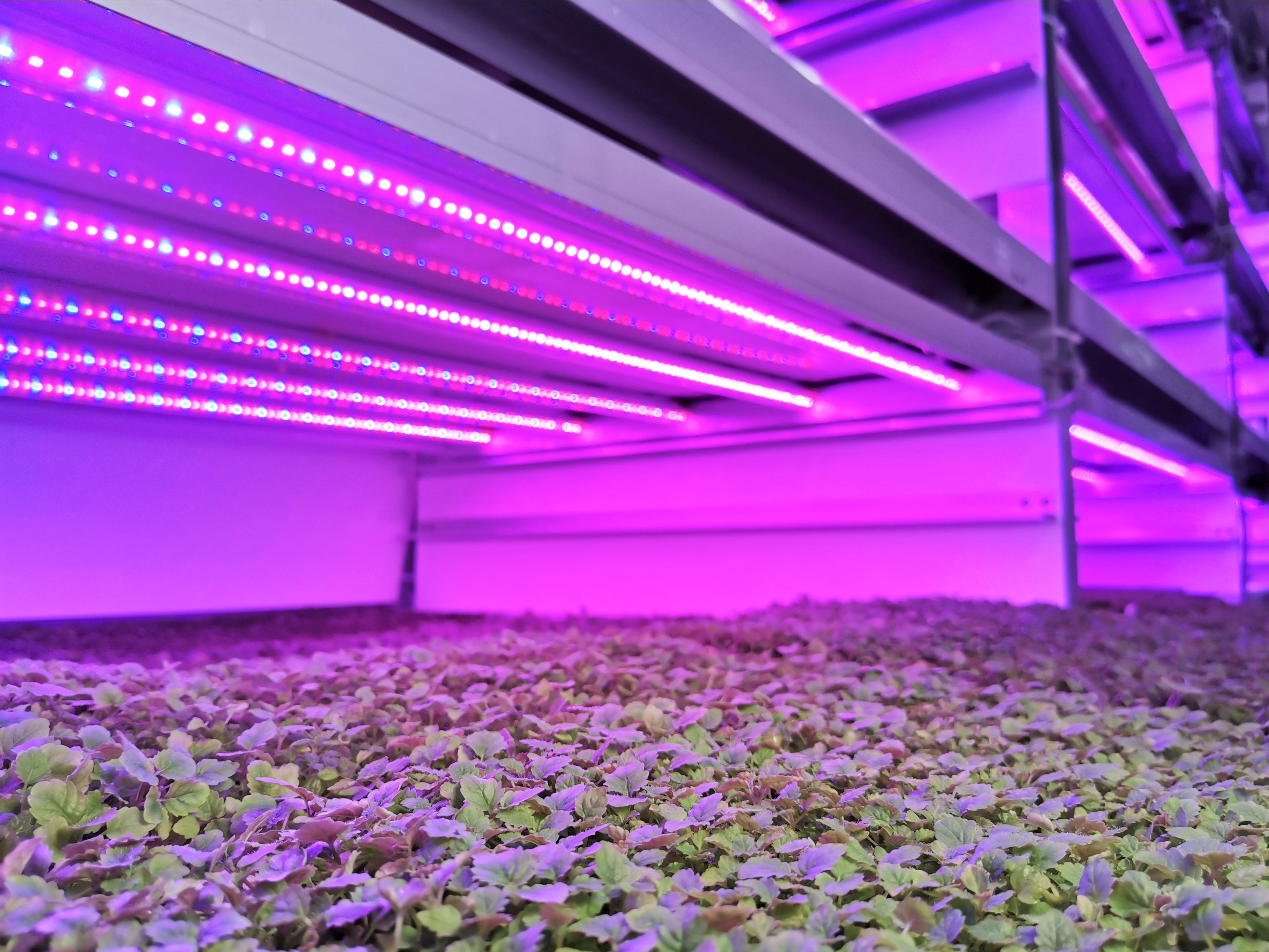 メナード光植物ラボ