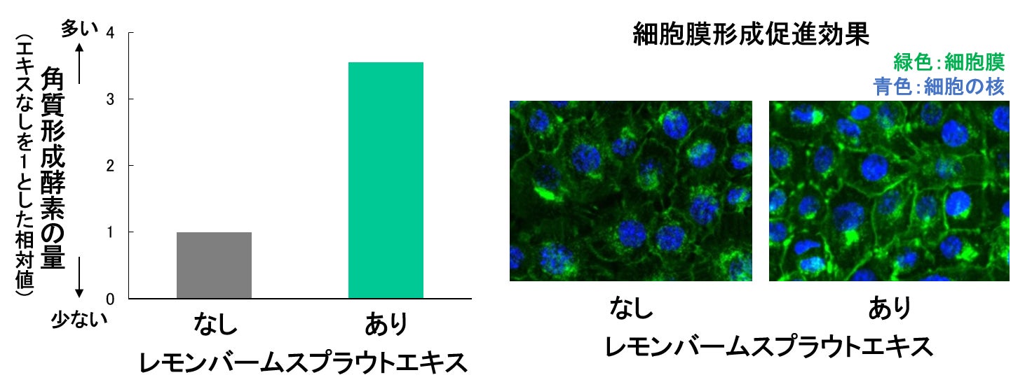 図6 レモンバームスプラウトエキスの効果