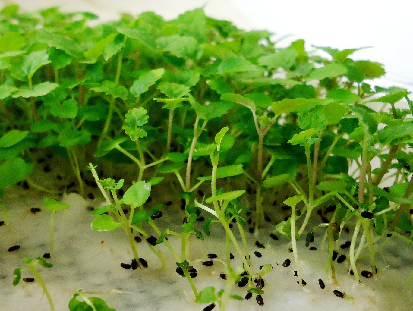 レモンバームスプラウト