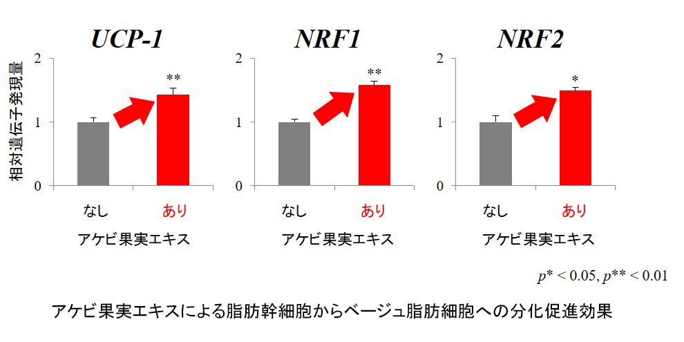 分化促進グラフ