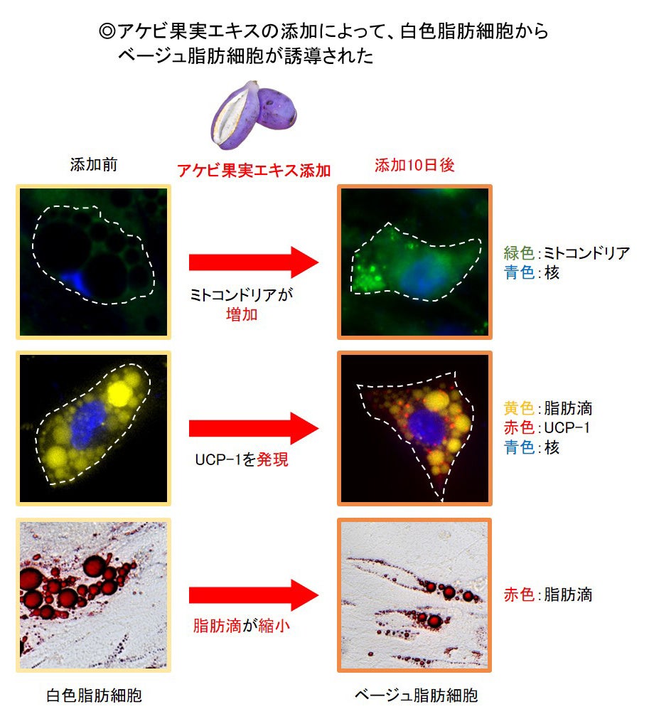 誘導を促進
