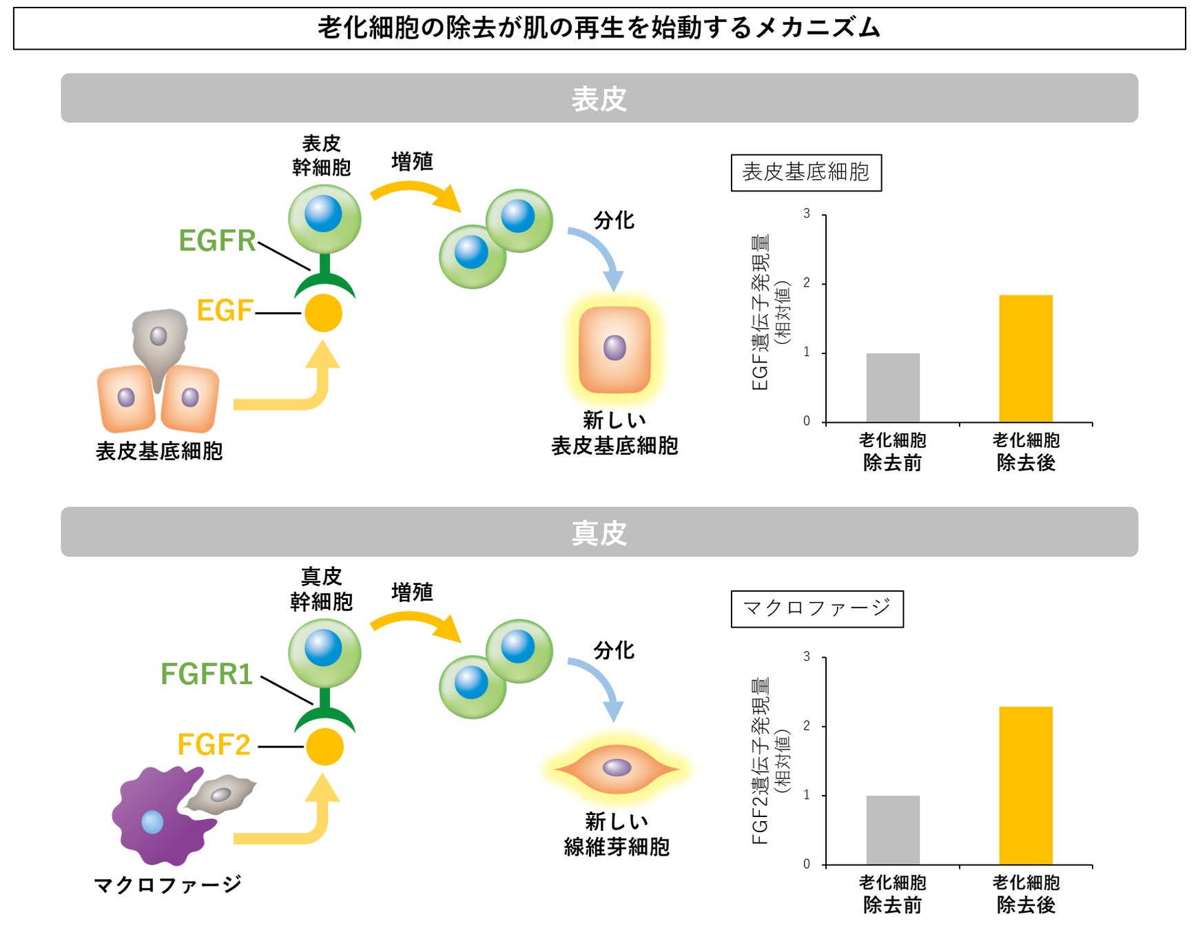 図3 老化細胞の除去が肌の再生を始動するメカニズム