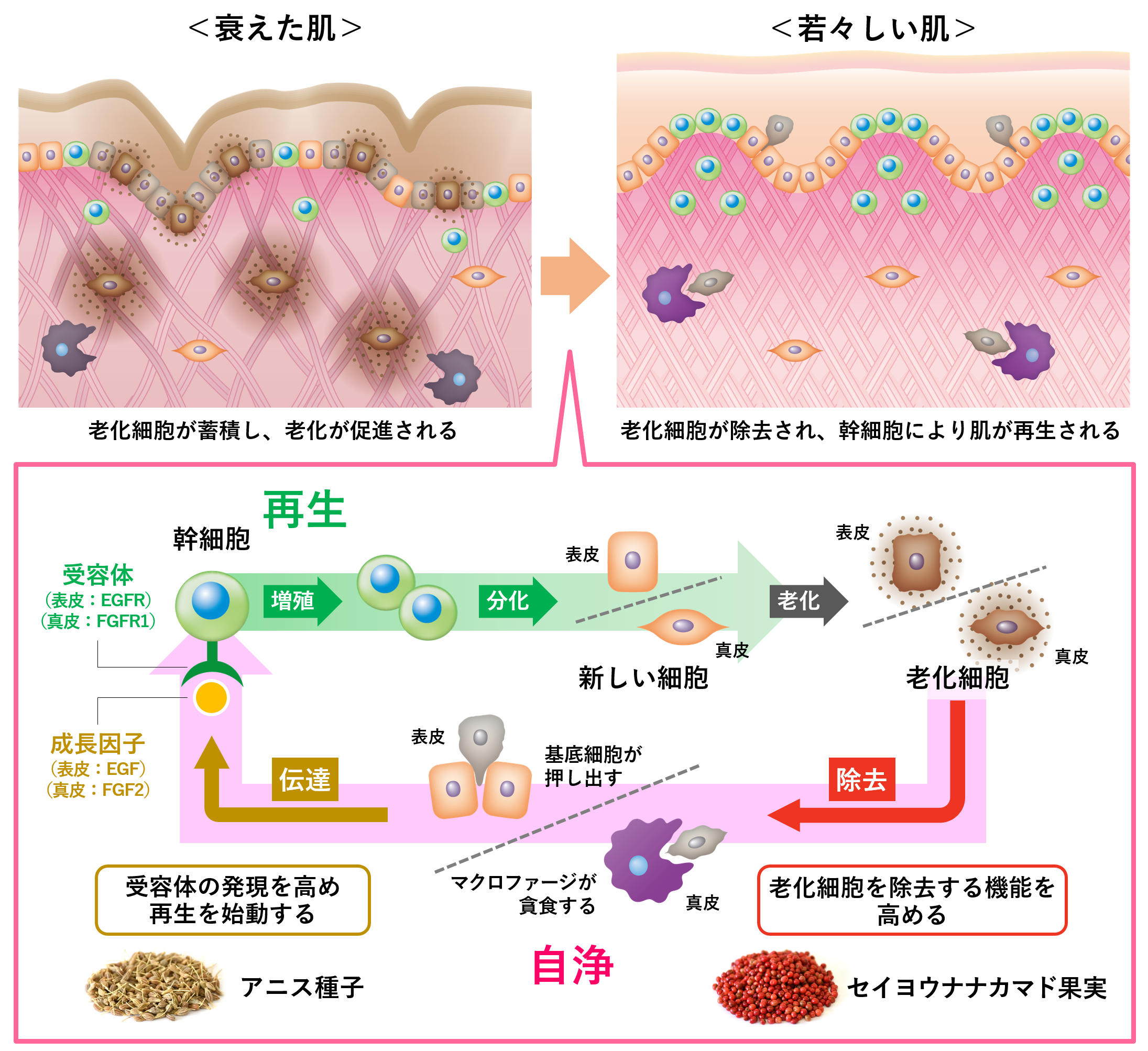 図5 老化細胞を除去し、再生を始動する自浄機能の流れ