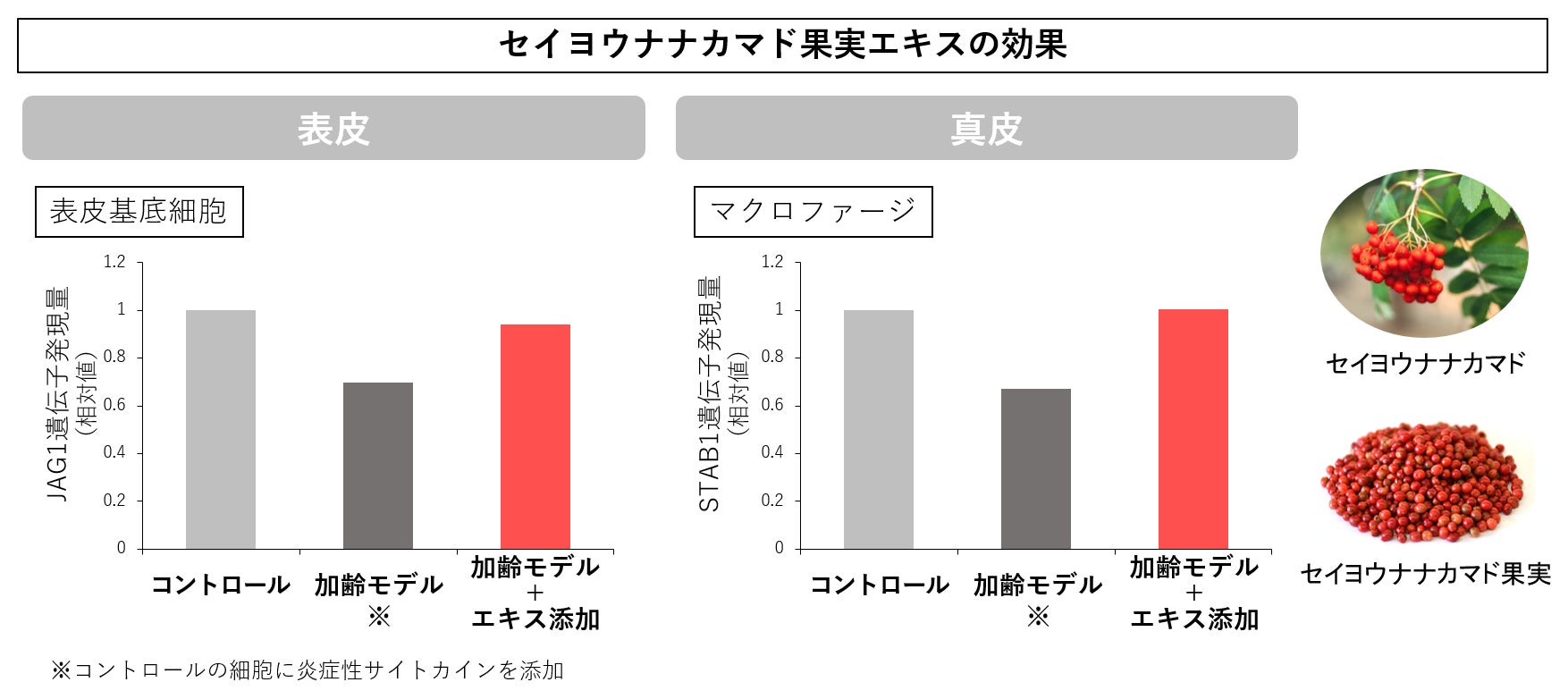 図2 セイヨウナナカマド果実エキスの効果