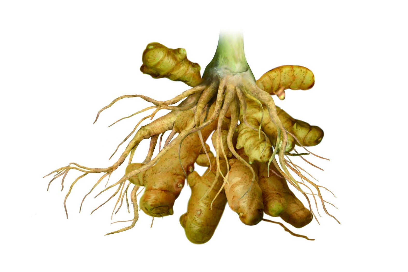 マンゴージンジャー