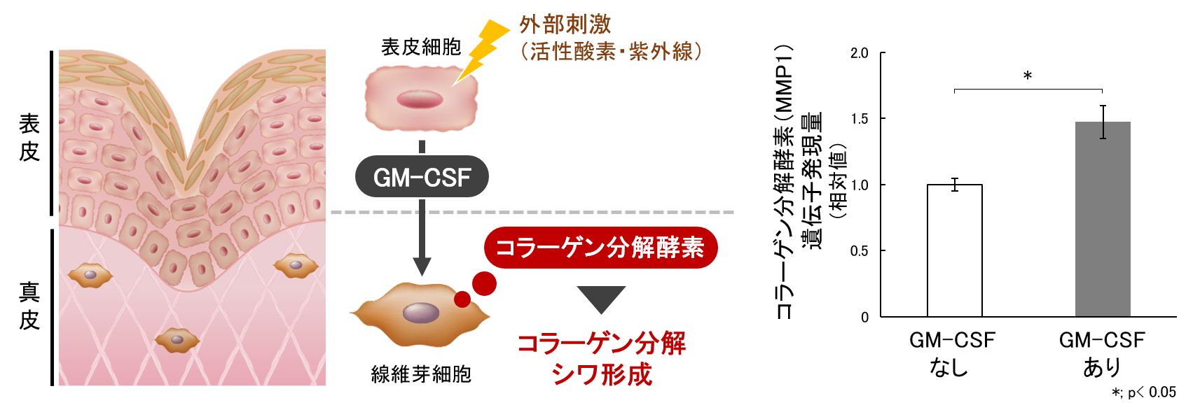 図3　GM-CSFによるコラーゲンの分解