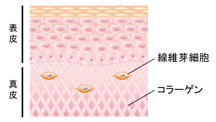 図2　真皮の構造