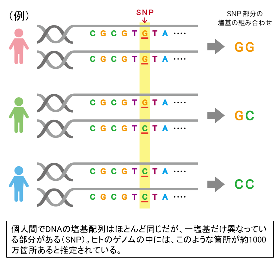 図3　SNPについて