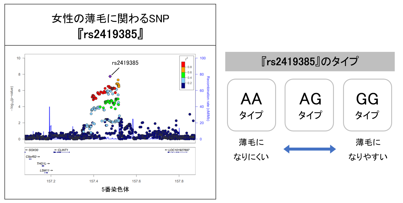 図2　女性の薄毛に関わるSNP