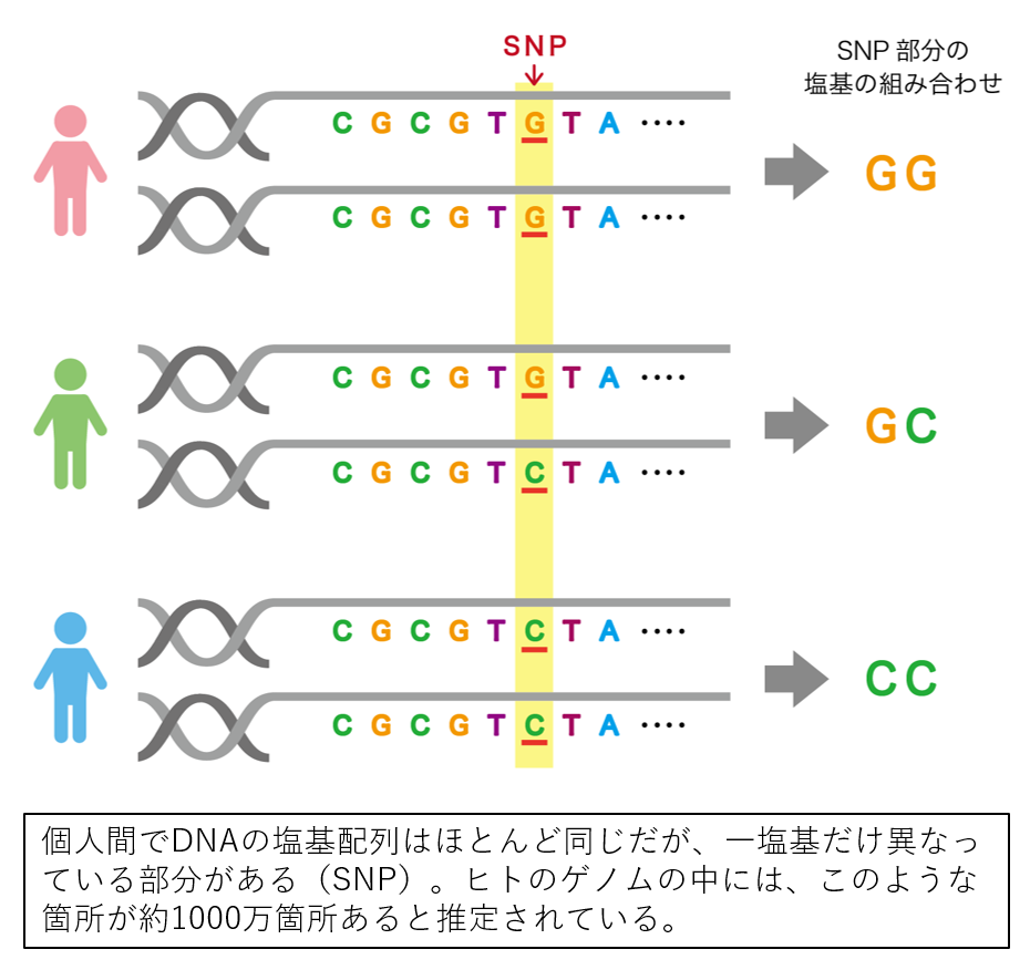 図3　SNPについて