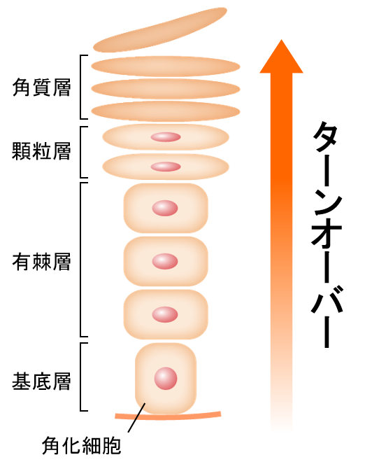 図1　表皮のターンオーバー