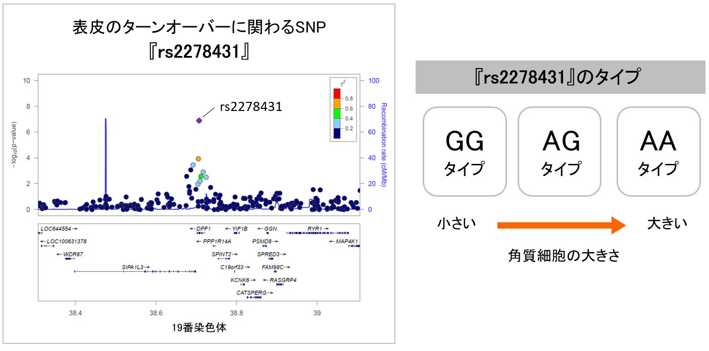 図2 表皮のターンオーバーに関連するSNP『rs2278431』