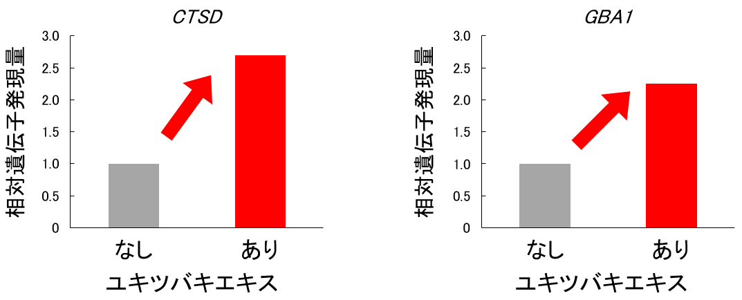図4 ユキツバキエキスによるリソソームの活性化