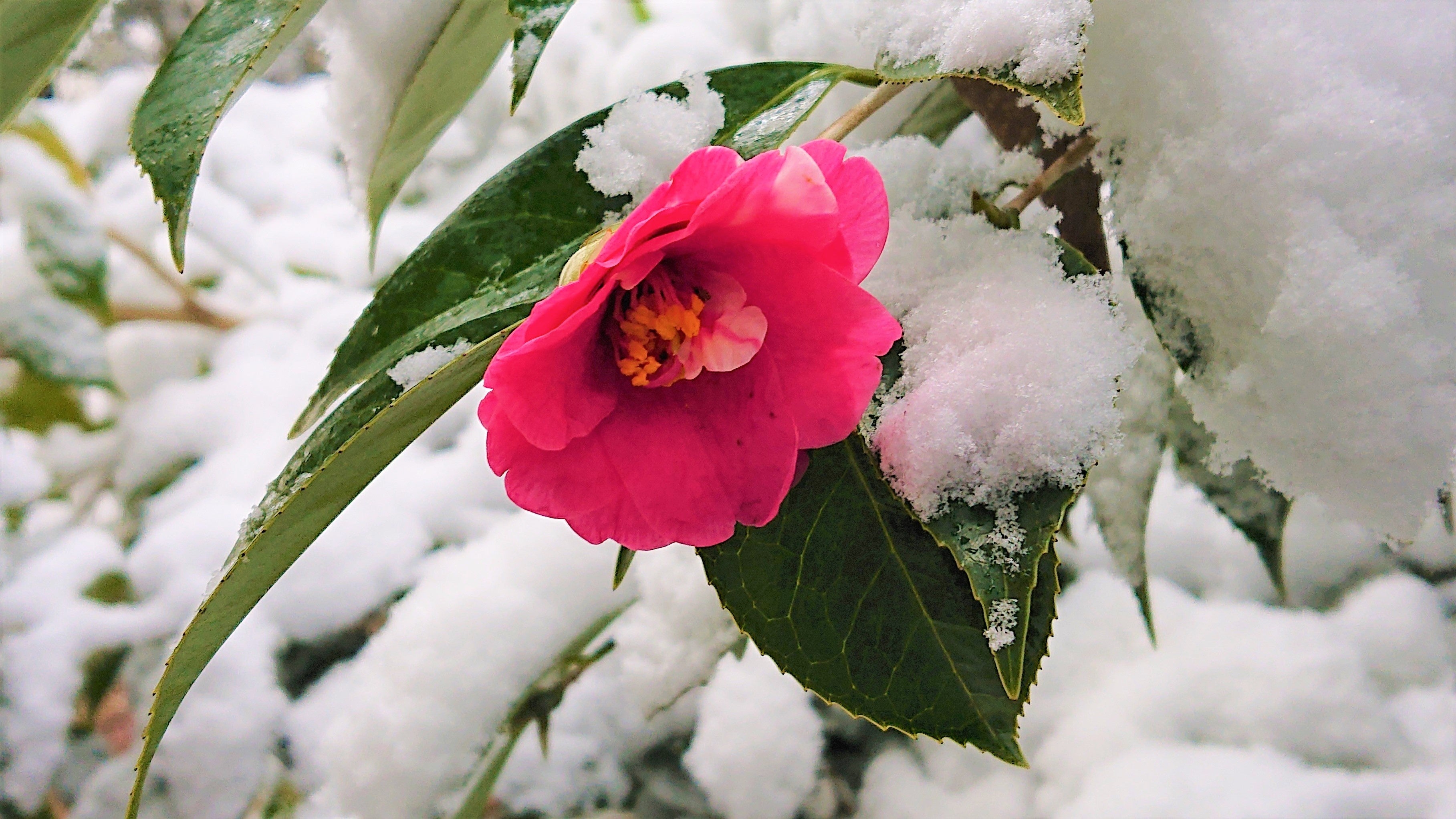 ユキツバキ（高画質）