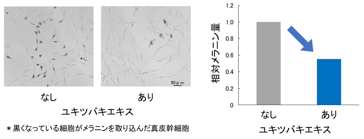 図3 ユキツバキエキスによるメラニンの分解