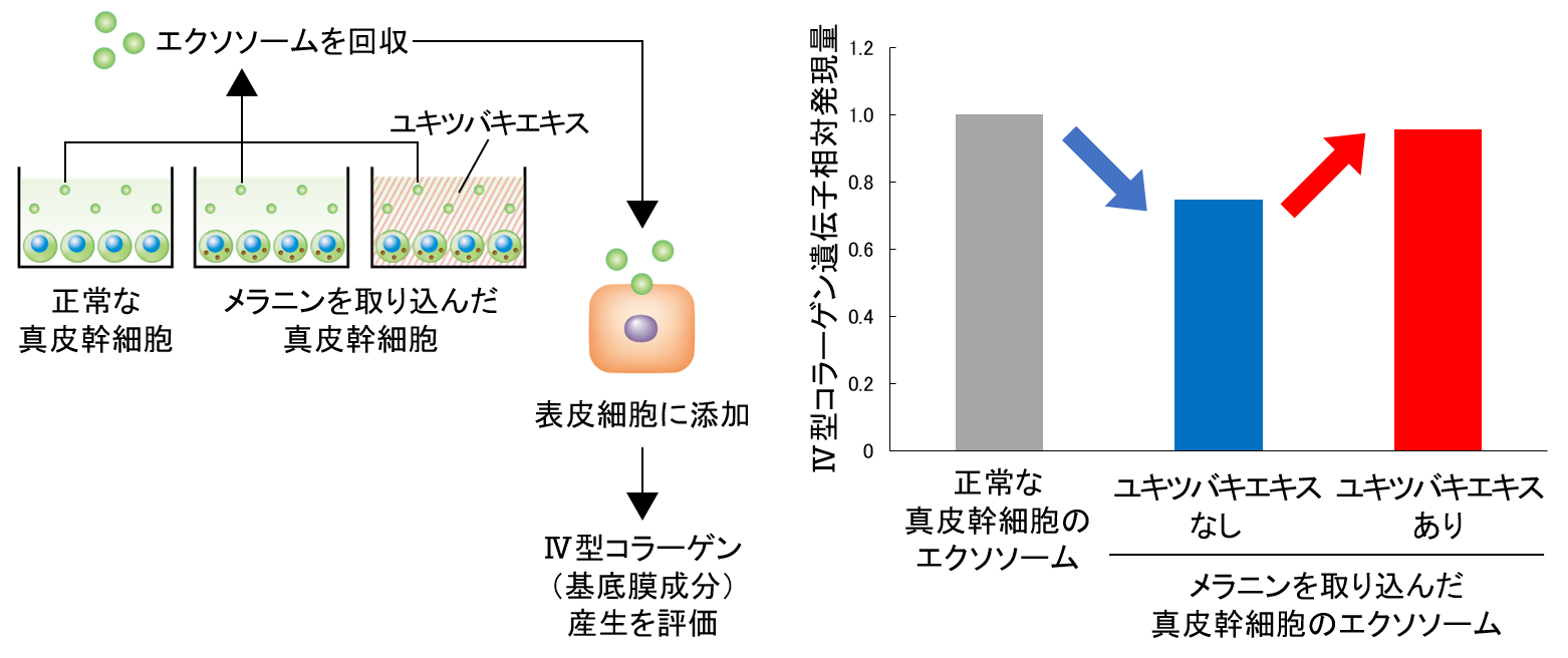 図5 ユキツバキエキスによる真皮幹細胞由来エクソソームの機能回復