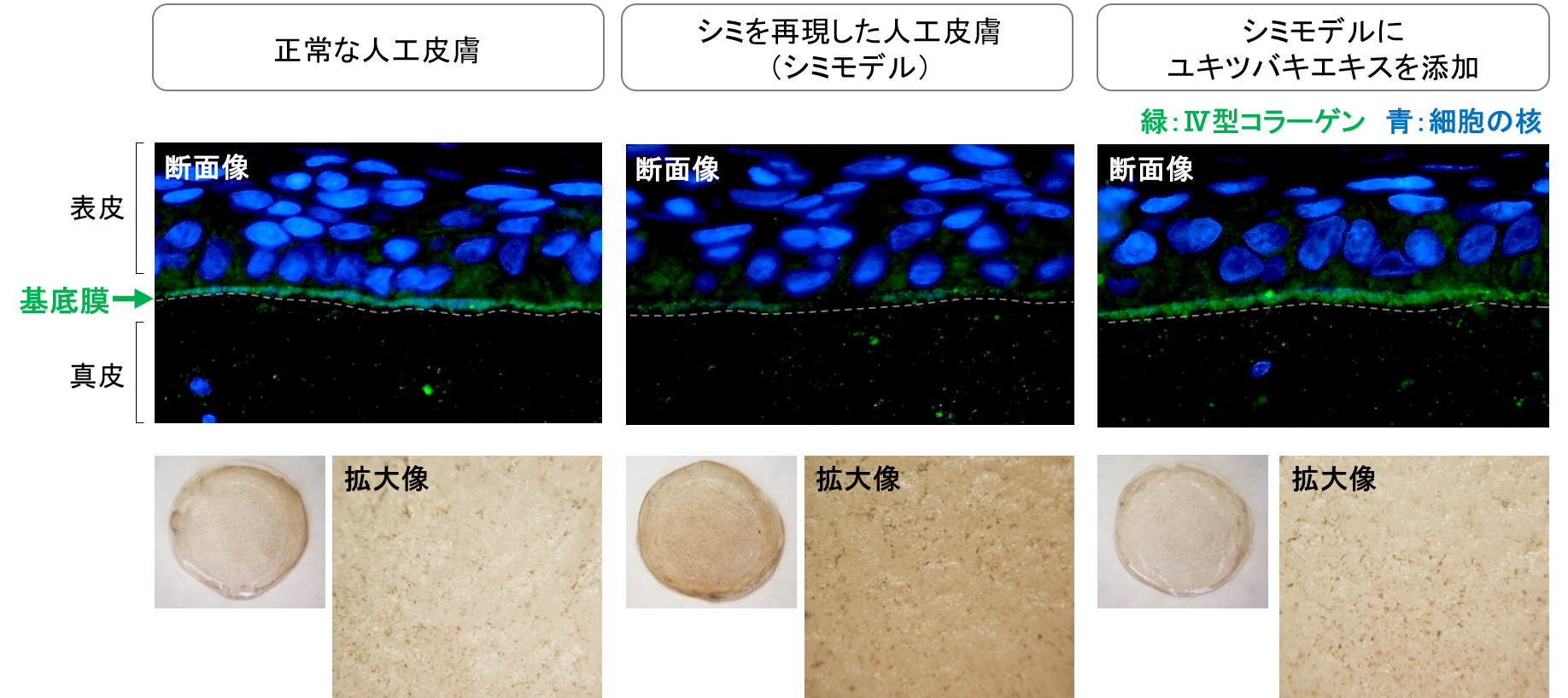 図6 ユキツバキエキスによる基底膜修復効果およびシミ改善効果