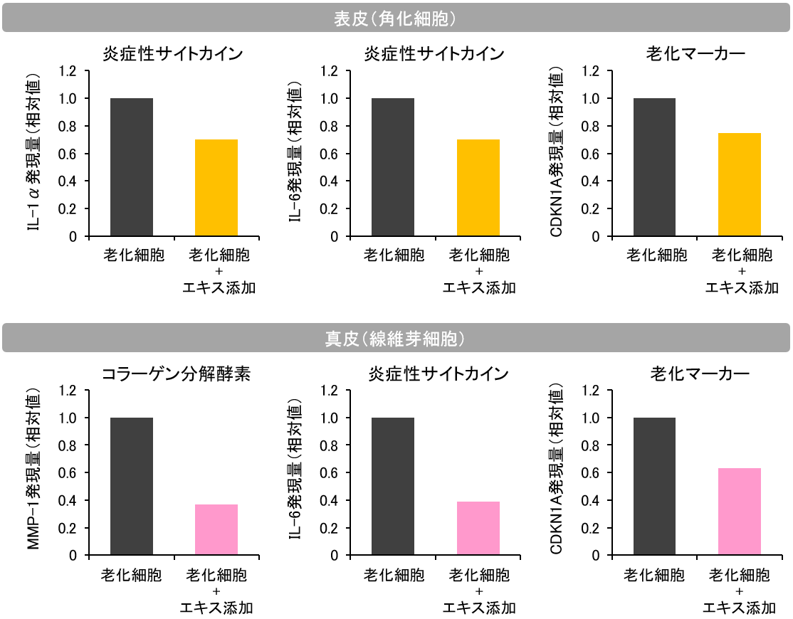 図5　新開発のコメエキスによるSASP因子の発現抑制効果