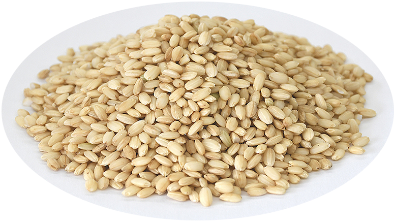 エキスに使用したコメ（品種名：No. M609）