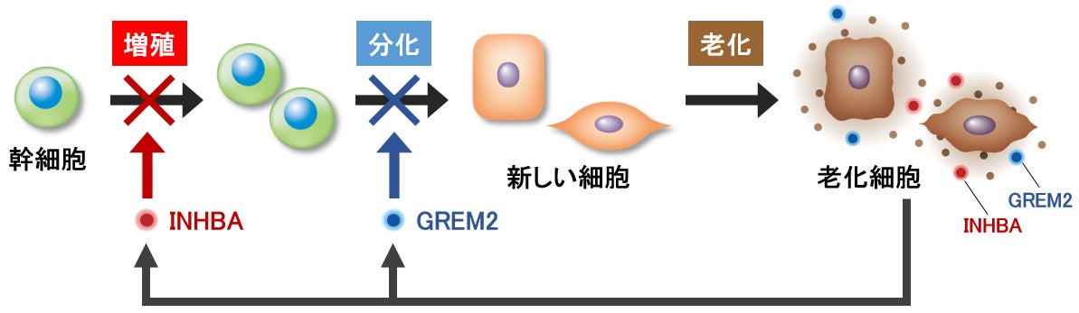 老化細胞から分泌されるタンパク質が肌の再生を阻害することを発見 老化細胞から分泌されるタンパク質が肌の再生を阻害することを発見