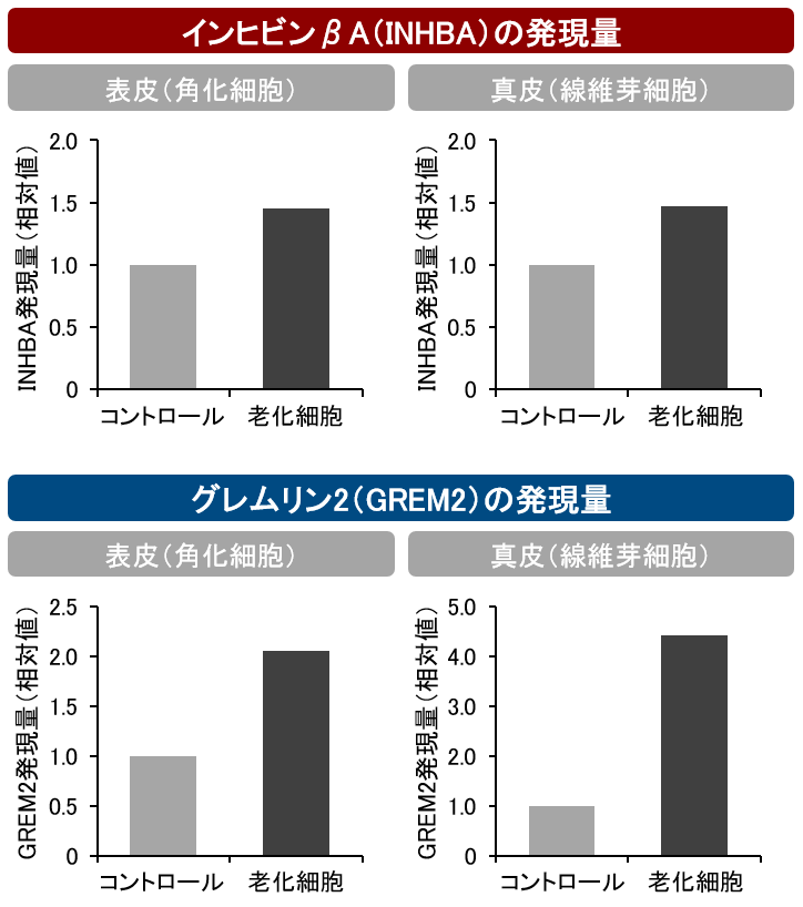 図2　老化細胞ではINHBAとGREM2の発現が増加する