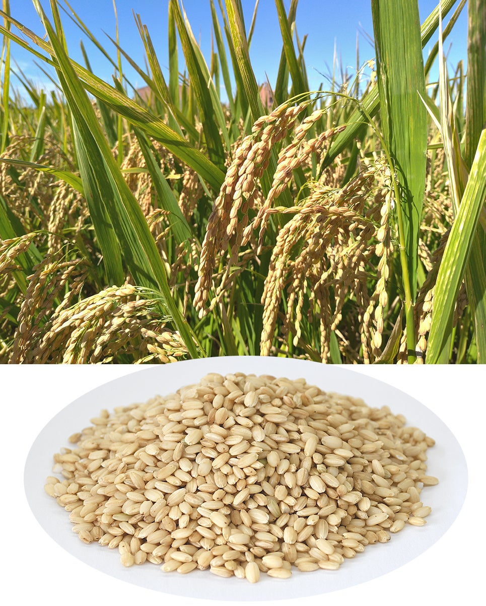 新品種米 No. M609