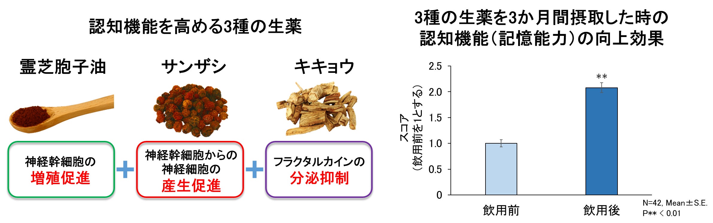 霊芝の胞子油に脳の神経幹細胞を増やす効果を発見 | 日本 霊芝の胞子油に脳の神経幹細胞を増やす効果を発見 | 日本