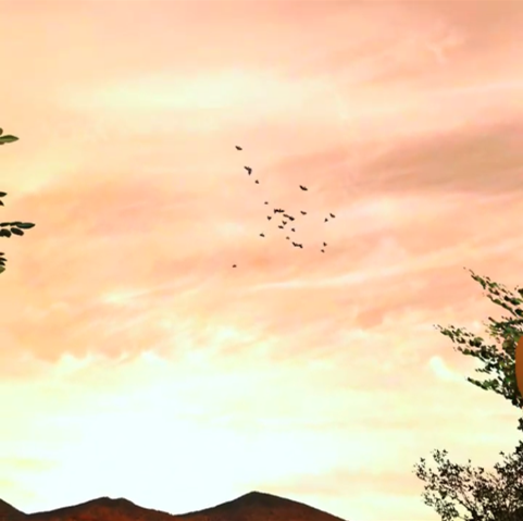 夕暮れに鳥を眺める