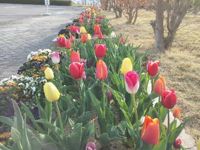 季節ごとの花が植えられた工場内の花壇