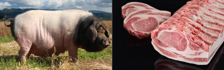 美豚ページ 楽天市場】【ふるさと納税】7日程度発送）五島美豚 美豚ちゃん300g×5