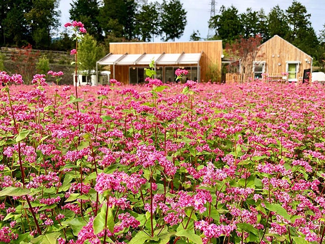 ルビーの里 エクステリアガーデン (長野県駒ヶ根市)