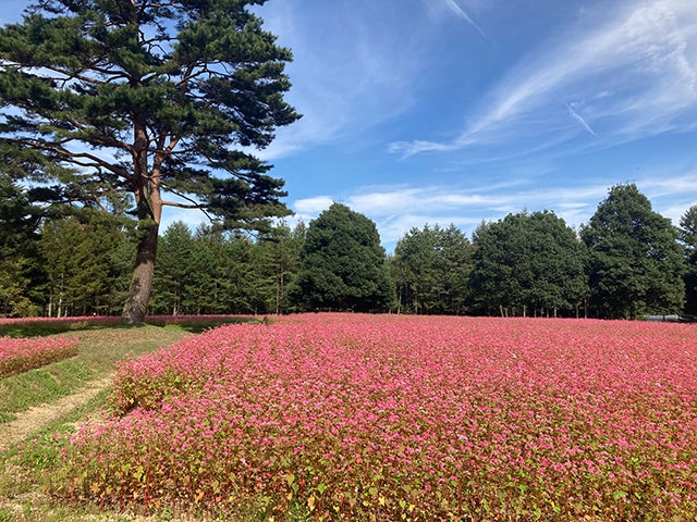 ルビーの里 駒ヶ岳ガーデン (長野県上伊那郡宮田村)