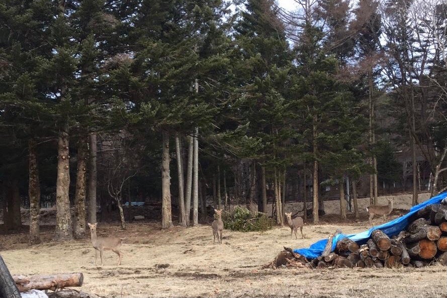 「蓼科 親湯温泉」近辺で見られる野生の鹿