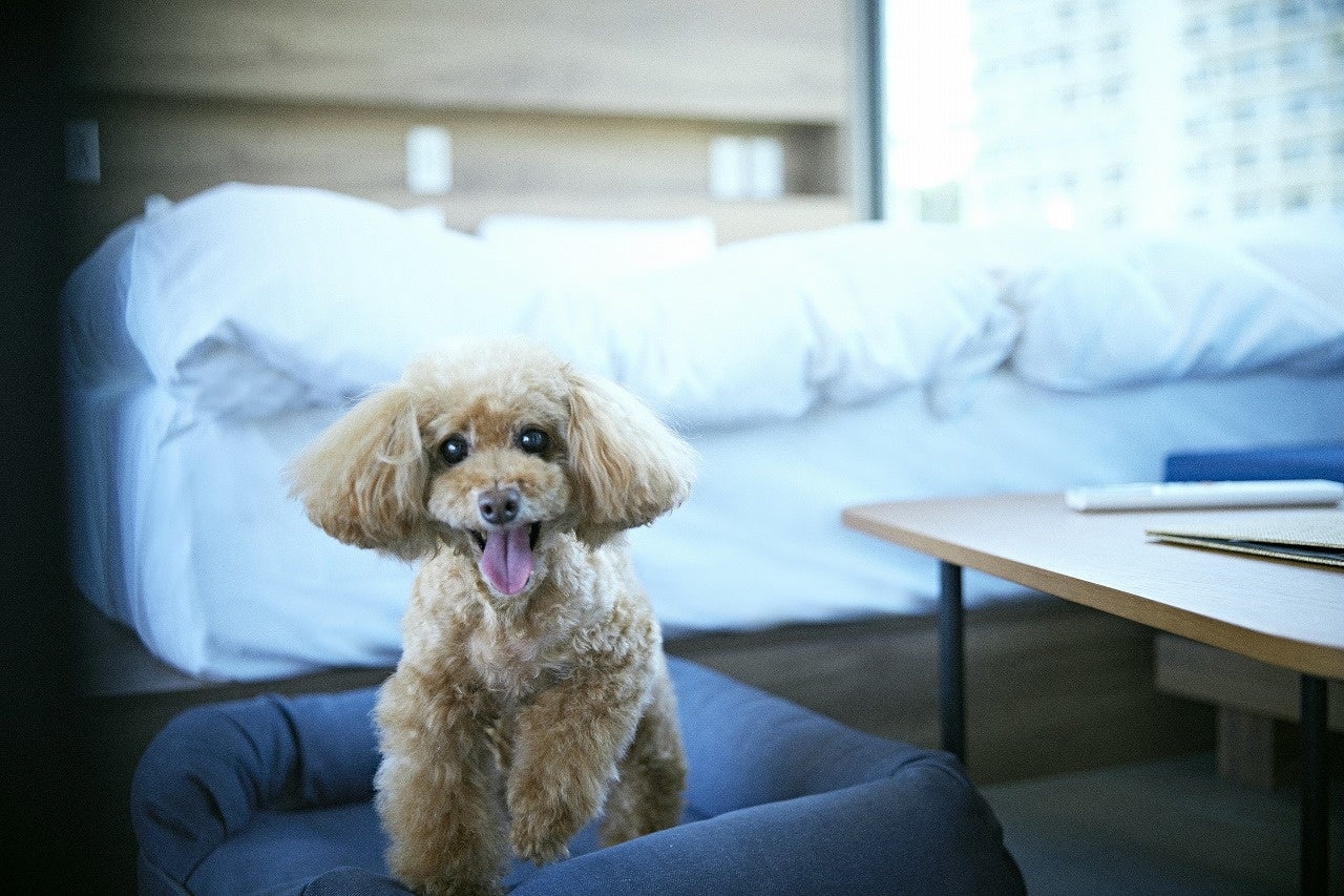 Standard SPACE（ドッグフレンドリールーム）