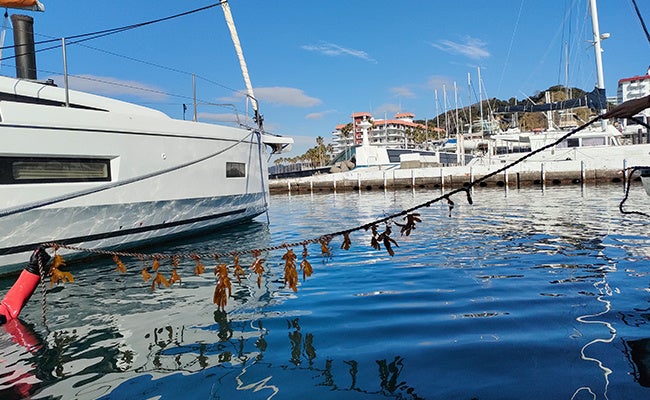 日本初　マリーナ内でブルーカーボンや藻場再生