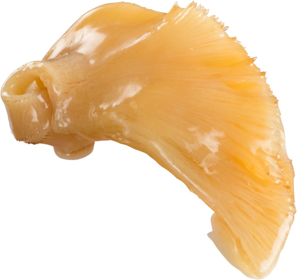 本格フカヒレにぎり