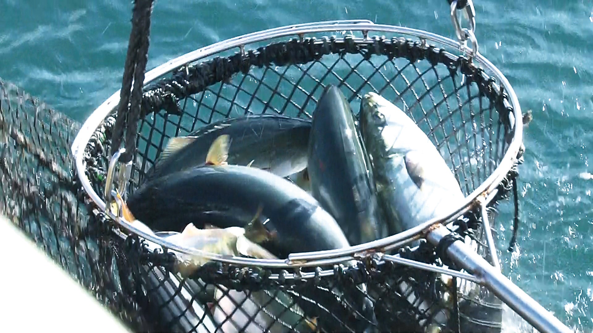 はまち／寒ぶりの養殖場イメージ②