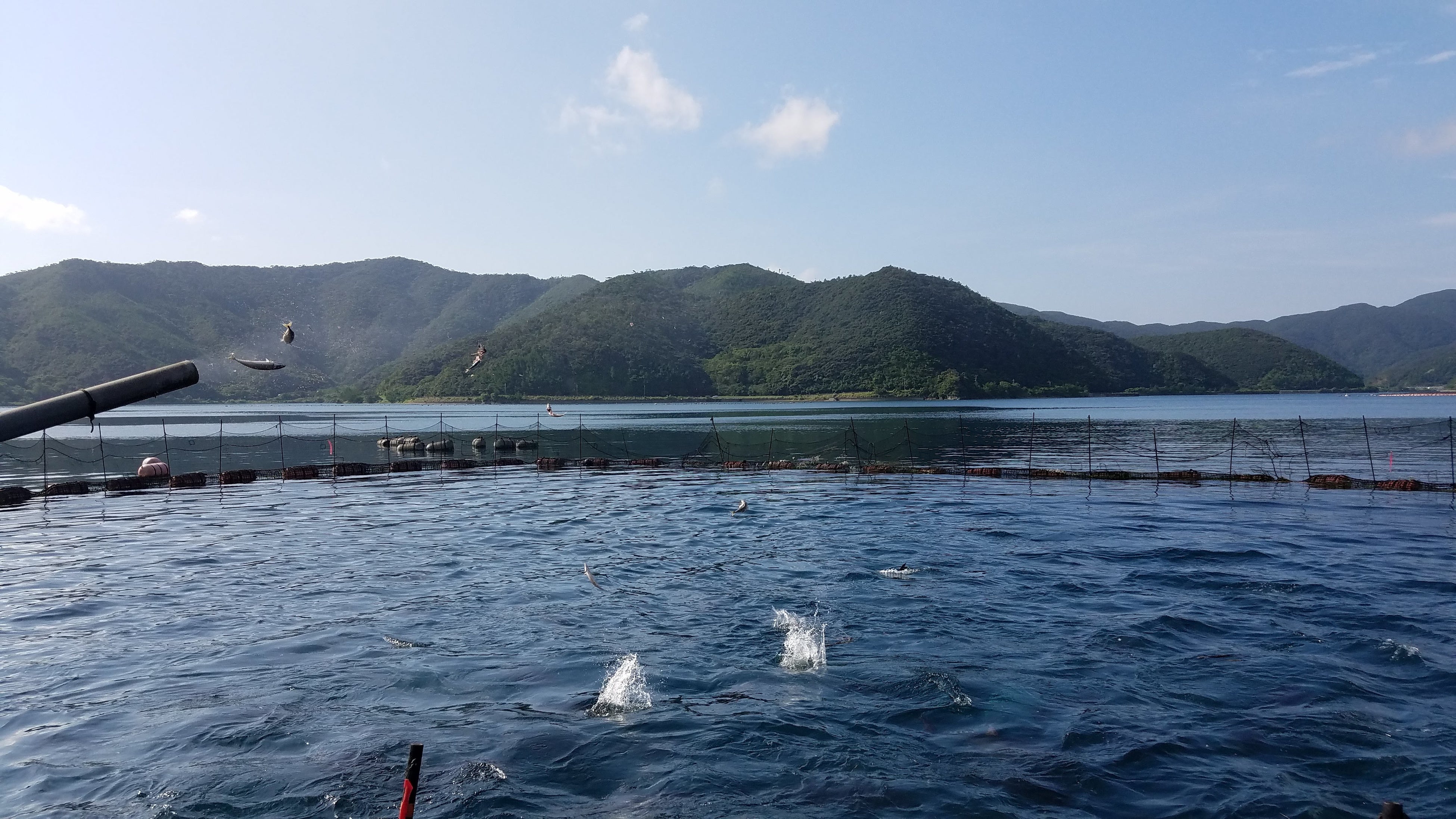 エサやりの様子