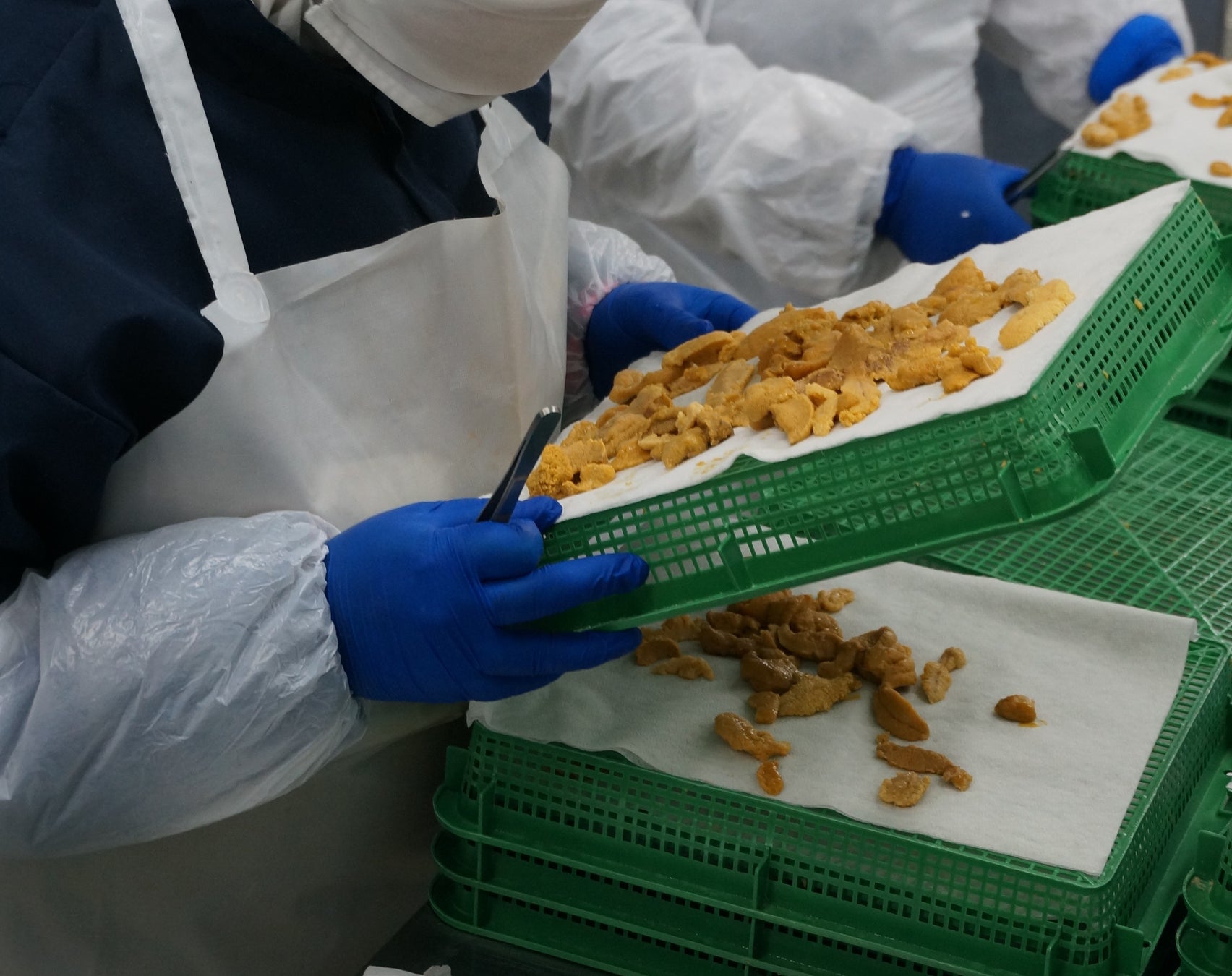 うにを選別している様子