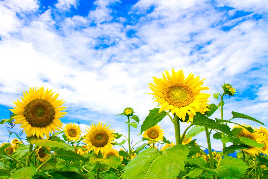 平和と希望の象徴「ひまわり」