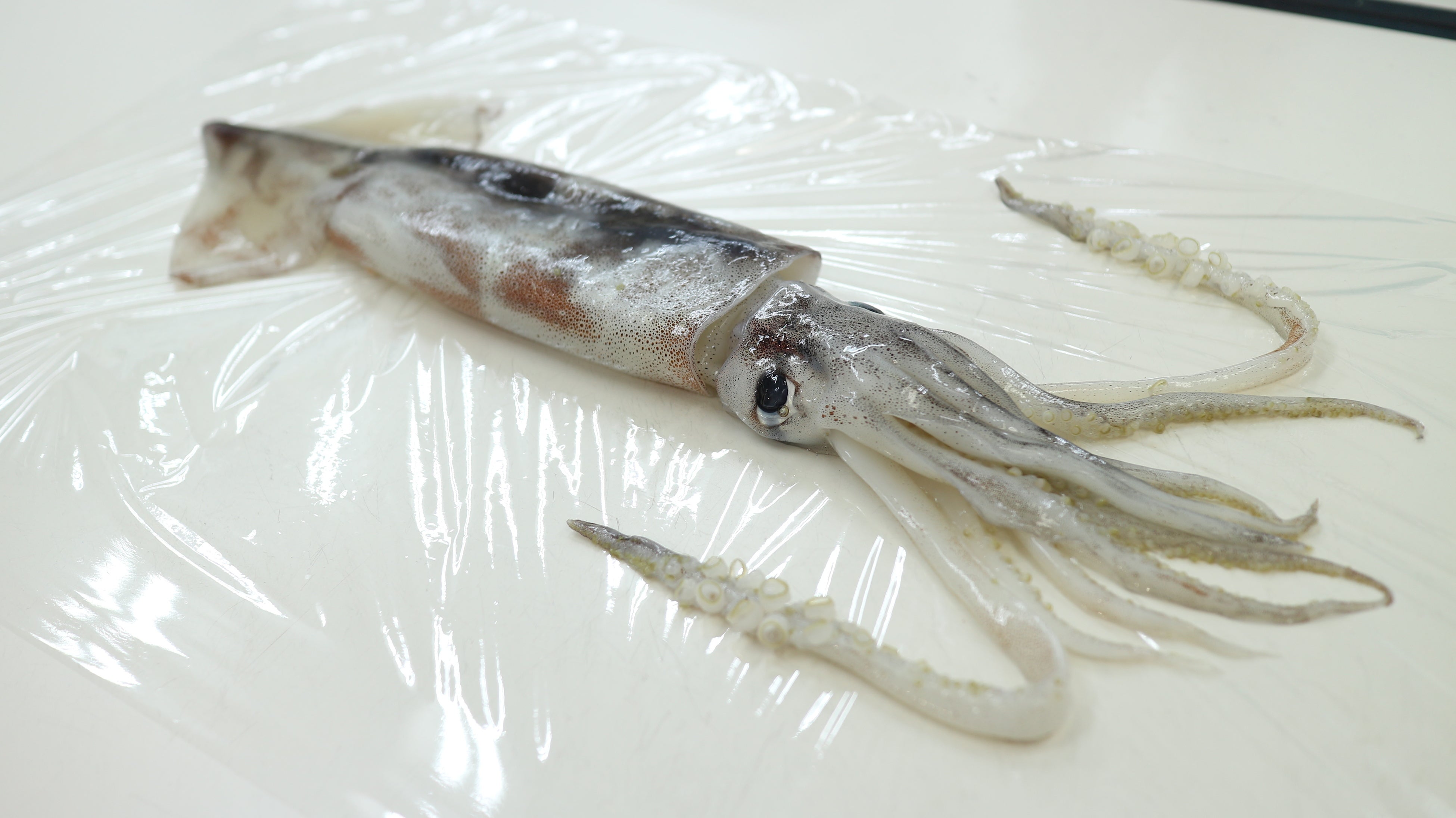 イカの体を調べよう！