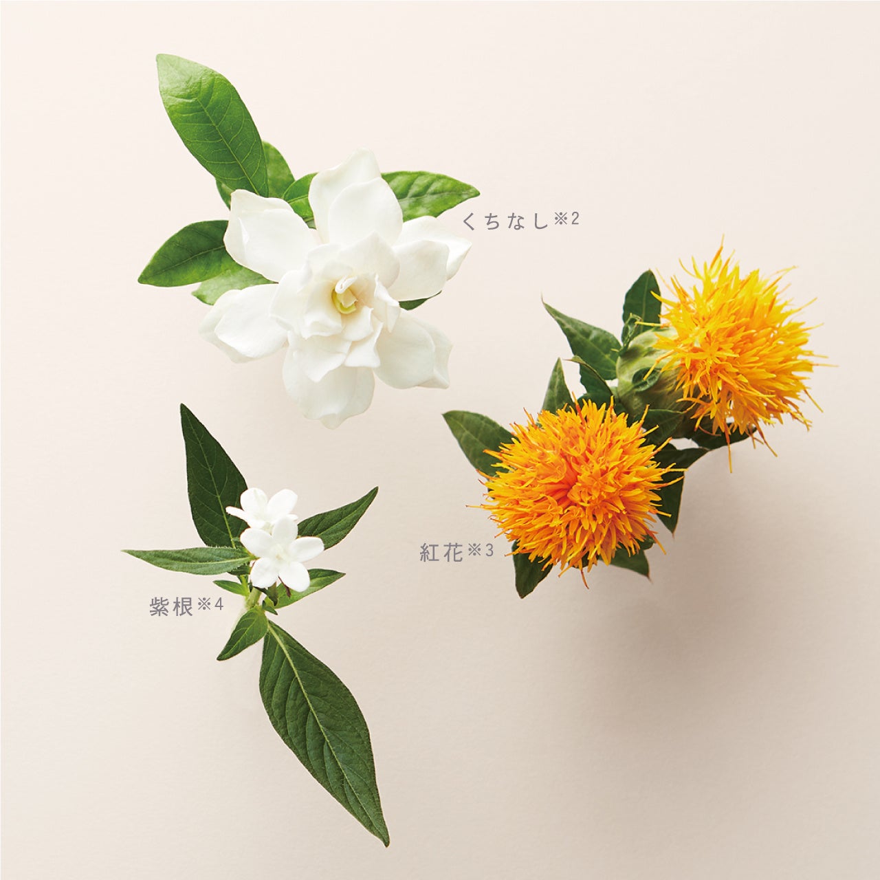 ※1 メイク効果によるもの ※2 クチナシ果実エキス ※3 ベニバナ花エキス ※4 ムラサキ根エキス