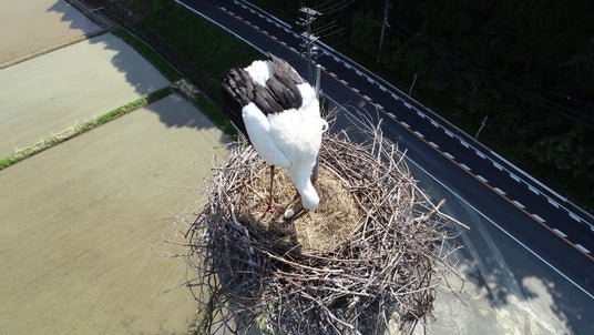 国特別天然記念物コウノトリが舞鶴市内で営巣。卵を確認 国特別天然記念物コウノトリが舞鶴市内で営巣。卵を確認