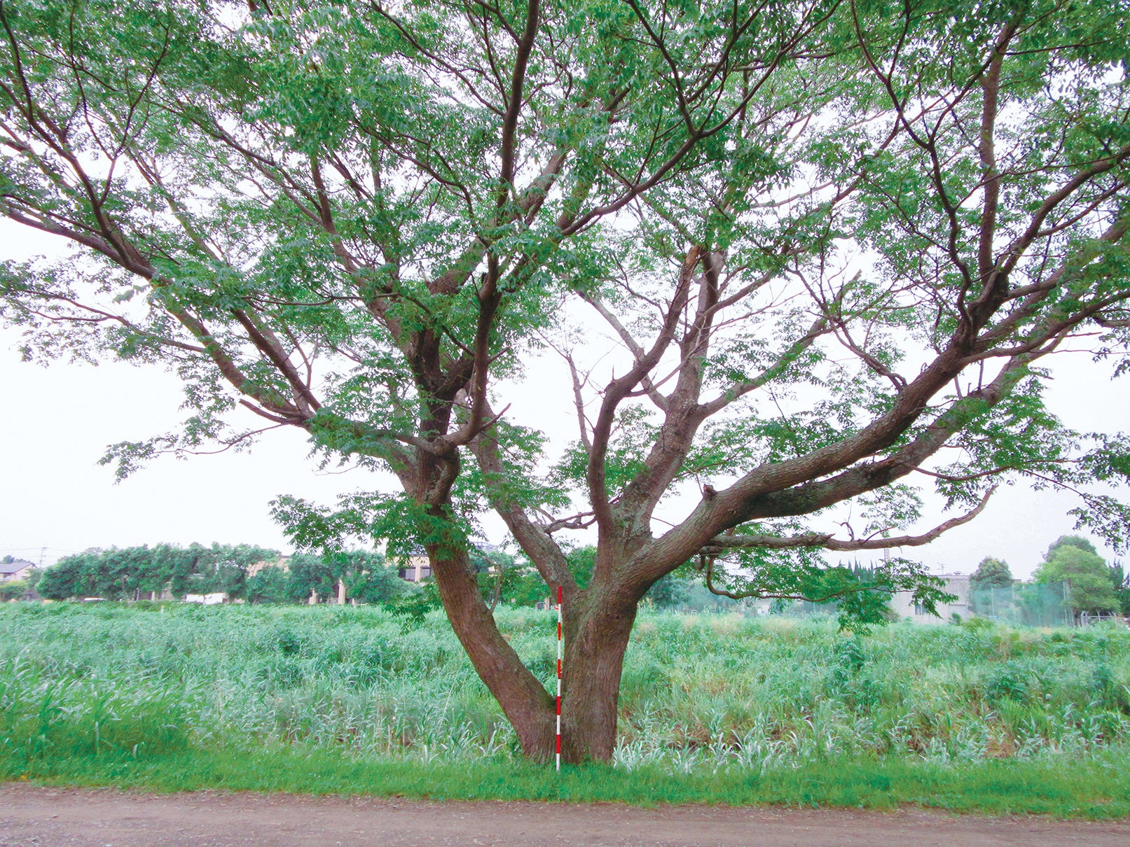 自生するセンダン