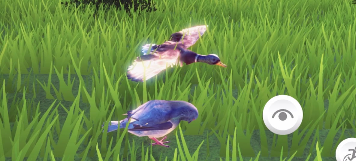 鴨とハトが戯れるシーン