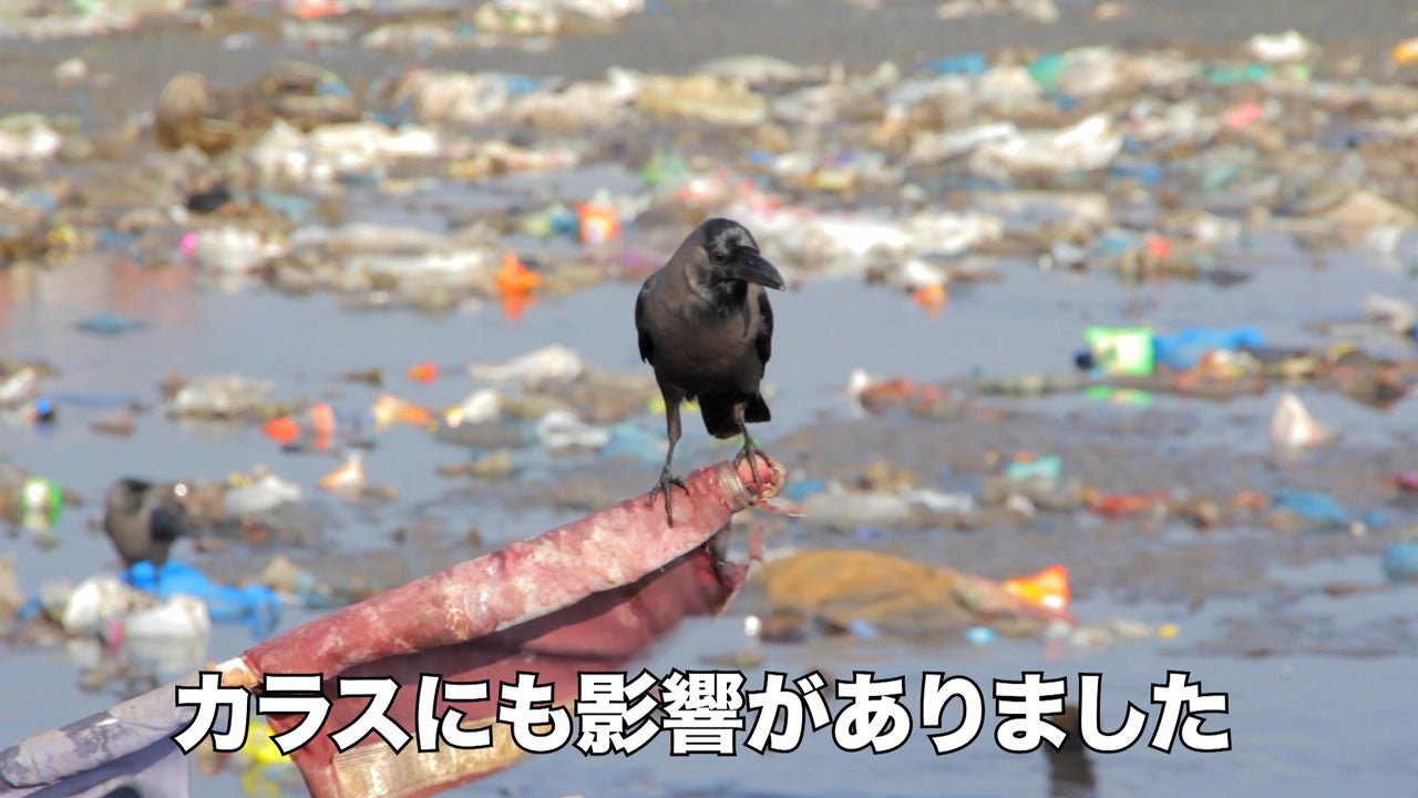 カラスにも影響がありました